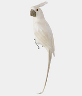 Crawford Parrot 70cm
