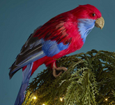 Crimson Rosella Bird