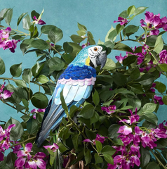 Azure Yellow Belly Parrot  - 42cm