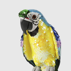 Azure Yellow Belly Parrot  - 42cm