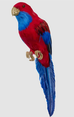 Crimson Rosella Bird